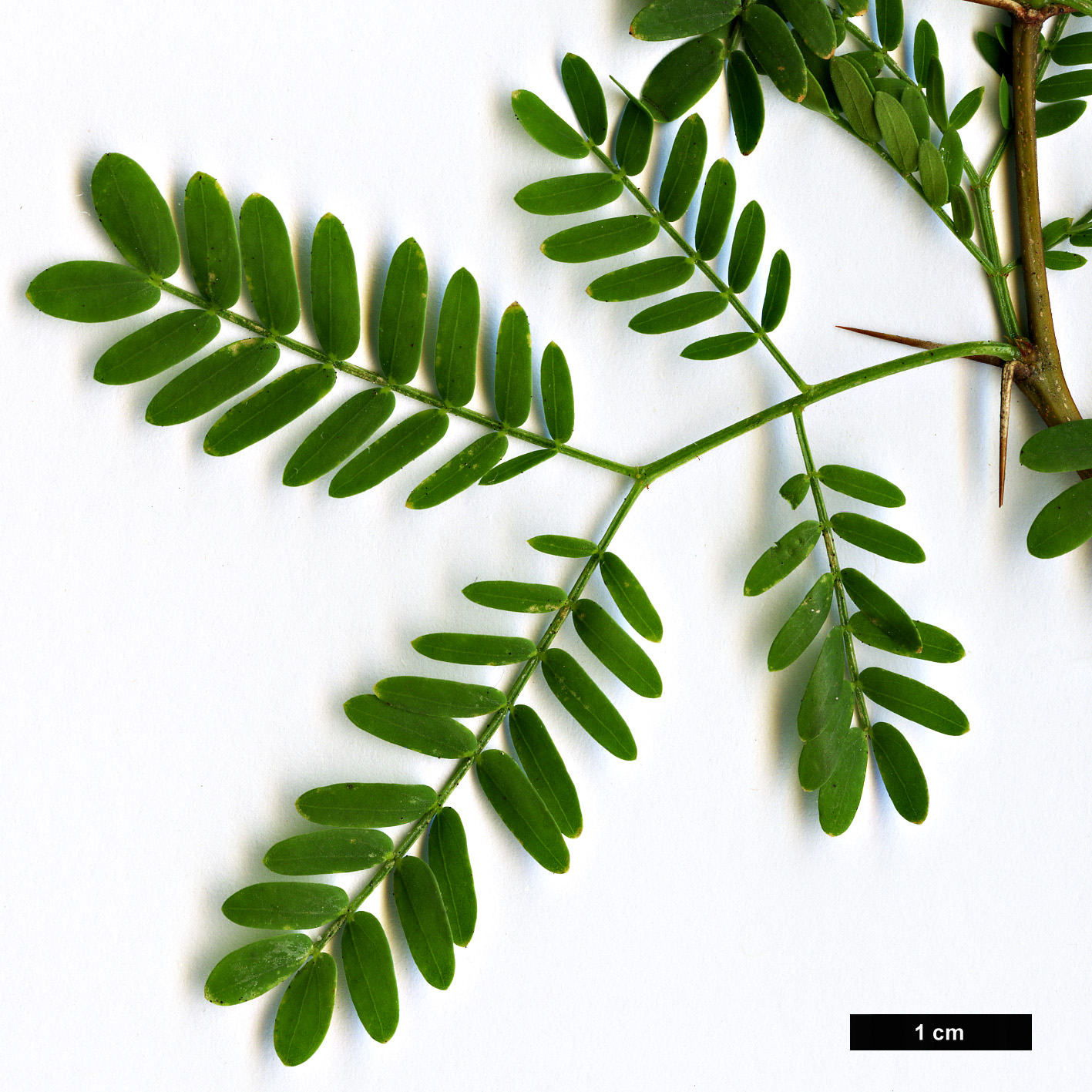 High resolution image: Family: Fabaceae - Genus: Vachellia - Taxon: karroo